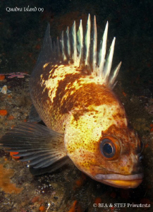 Quillback rockfish (Sebastes maliger). Quadra Island, BC.... by Bea & Stef Primatesta 
